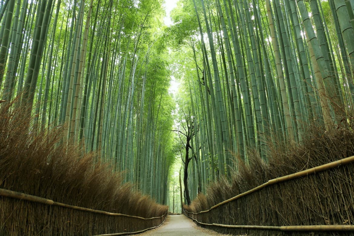 嵯峨野竹林の小道